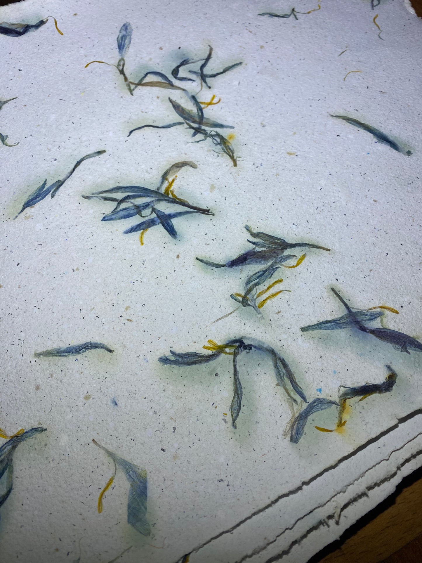 Papier Crocus (Entier)