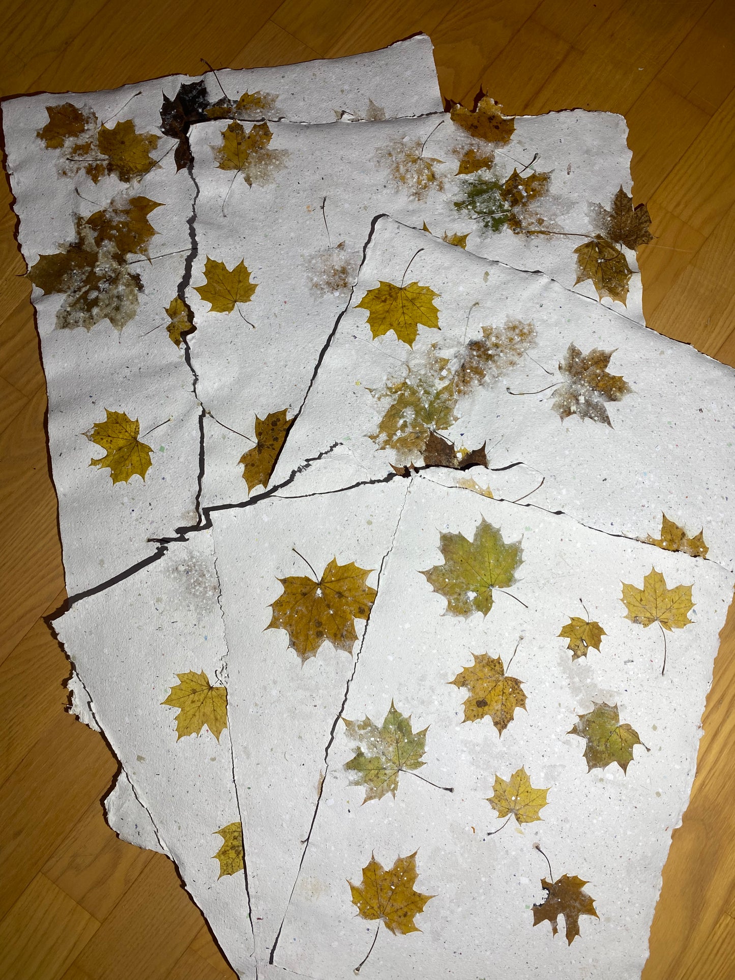 Chute de Feuilles (érable plane)