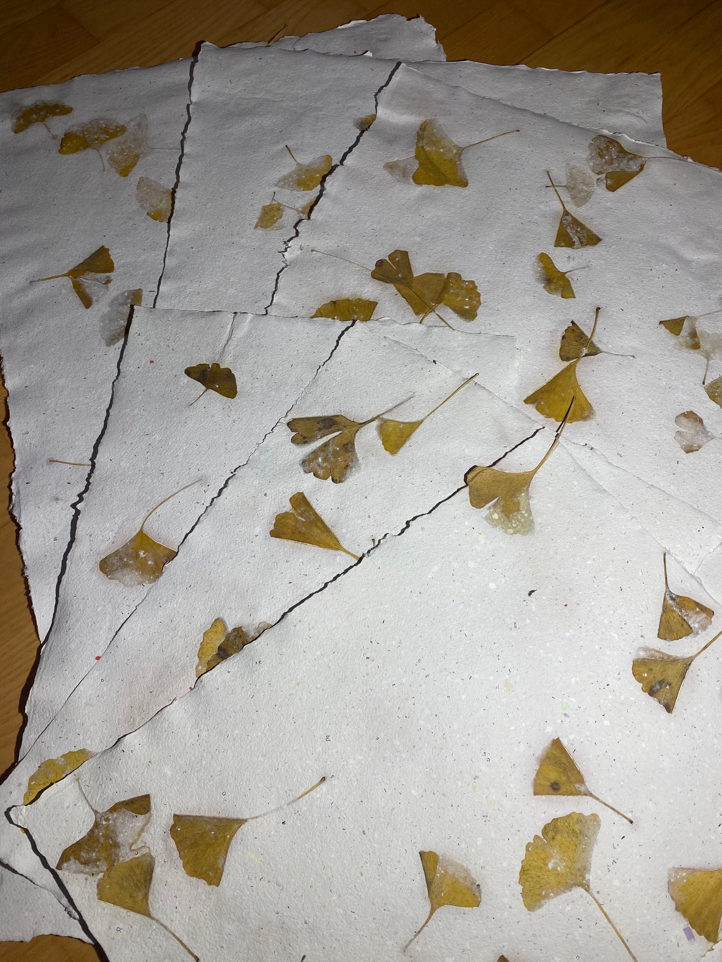 Chute de Feuilles (gingko biloba)