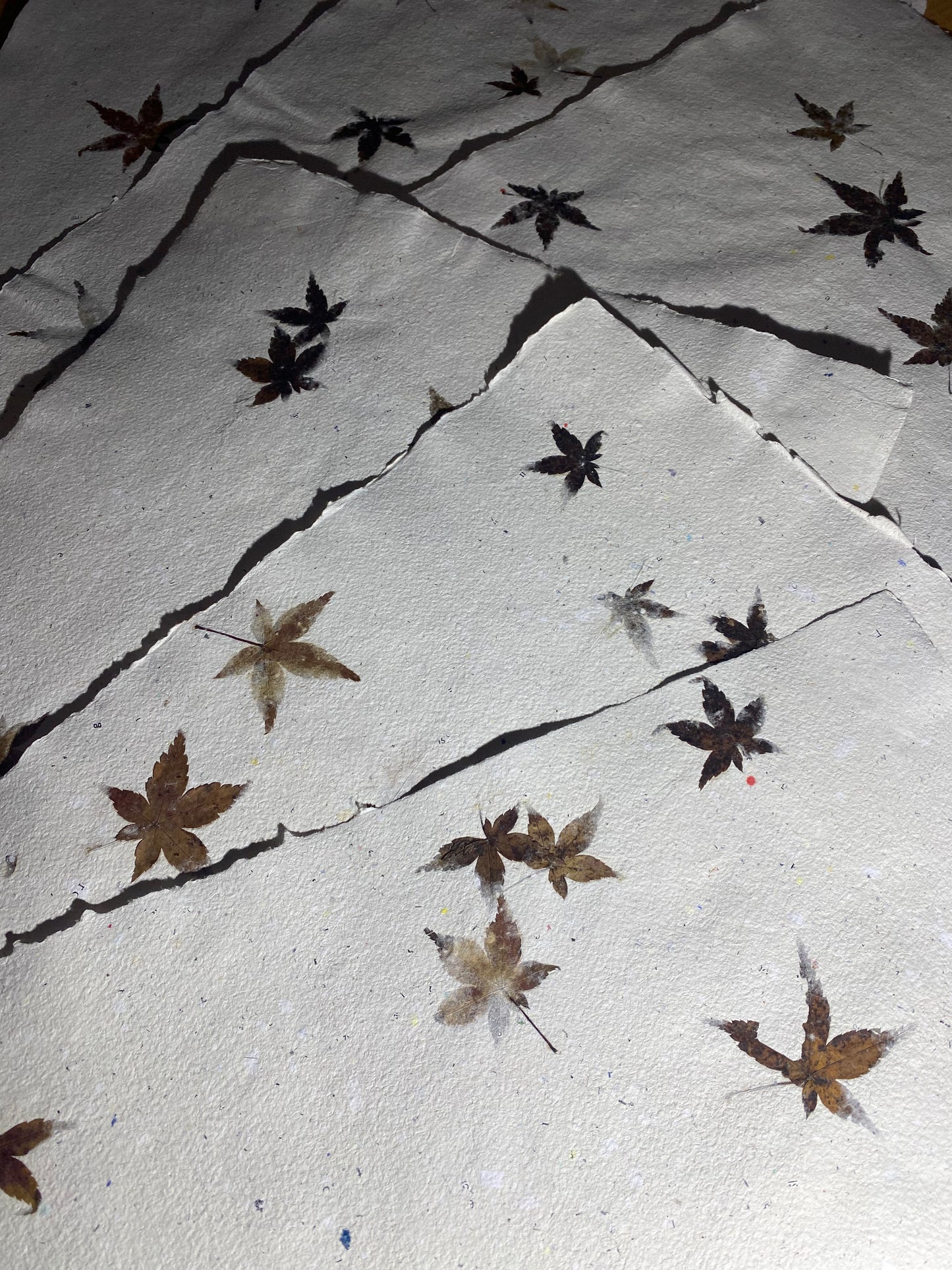 Chute de Feuilles (érable palmé du Japon)