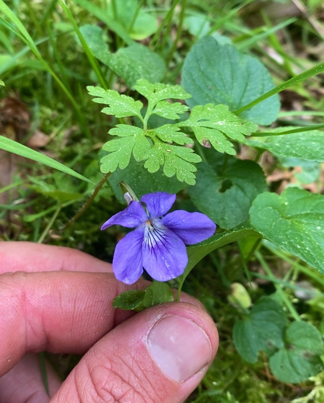Papier Violette et Géranium sauvages