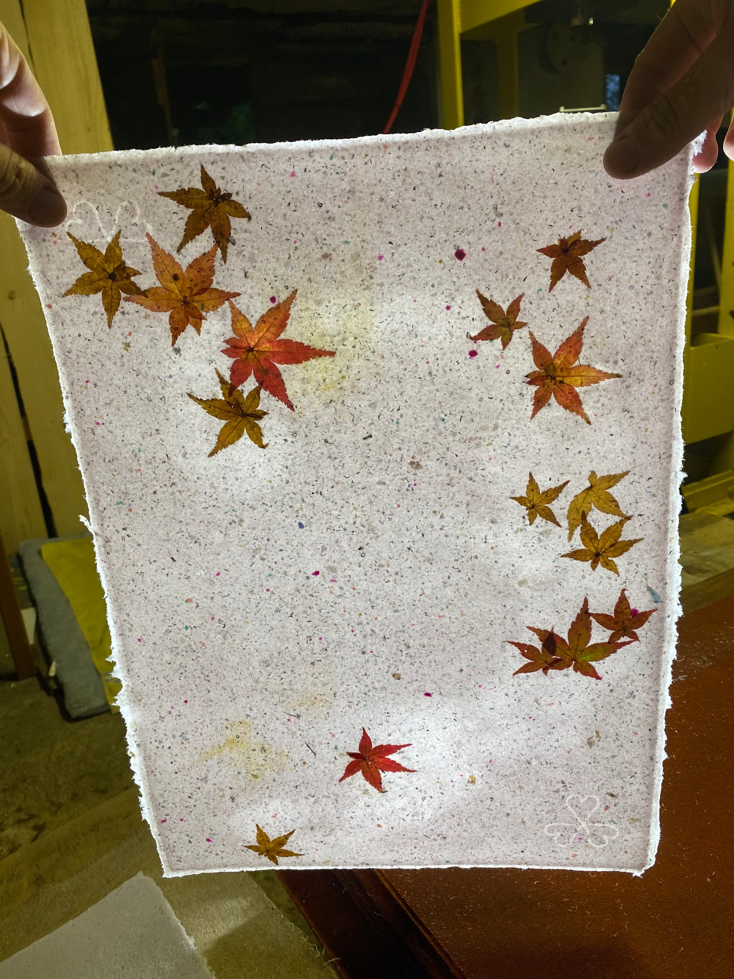 Chute de Feuilles (érable palmé du Japon)