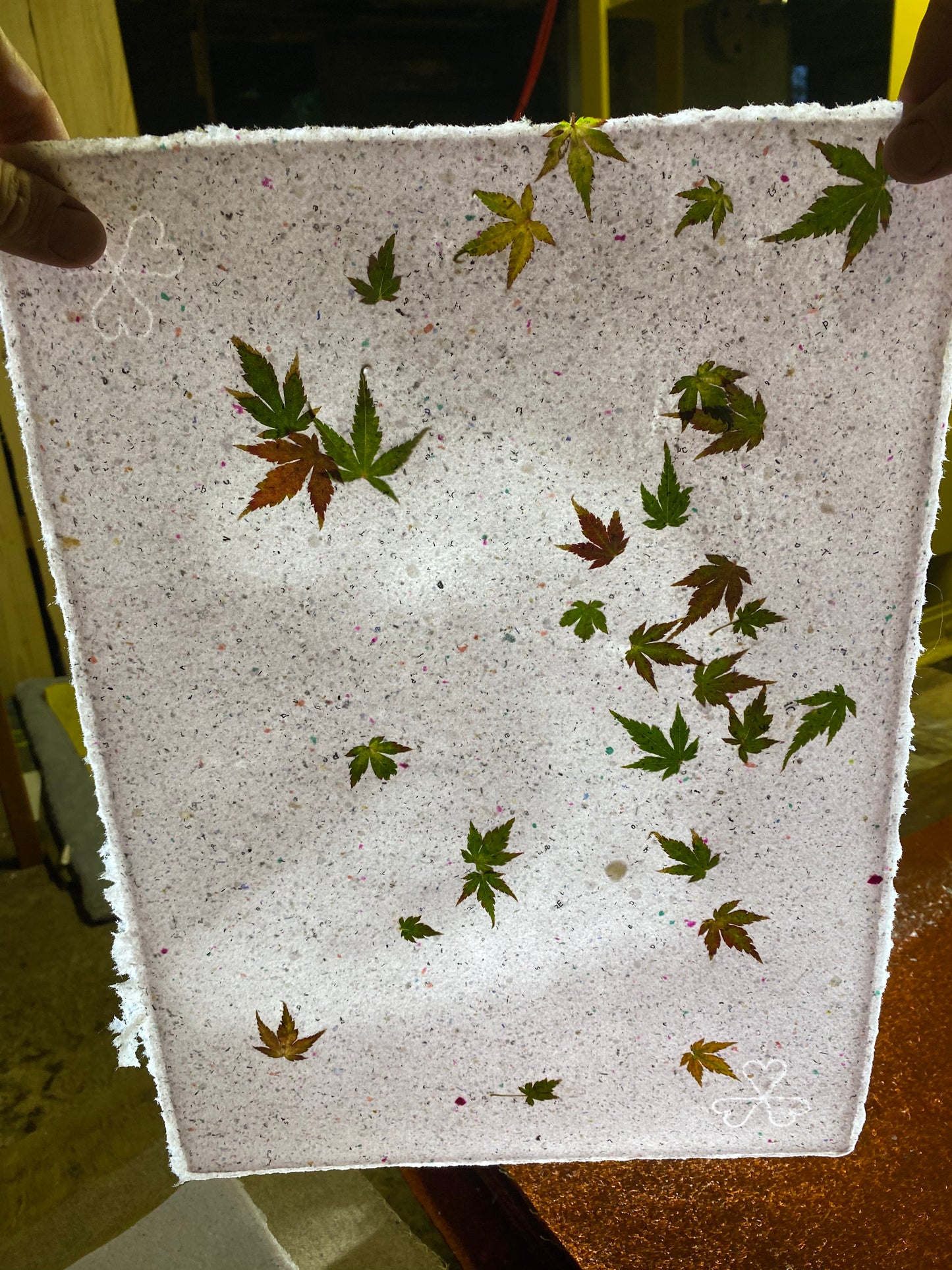 Chute de Feuilles (érable palmé)