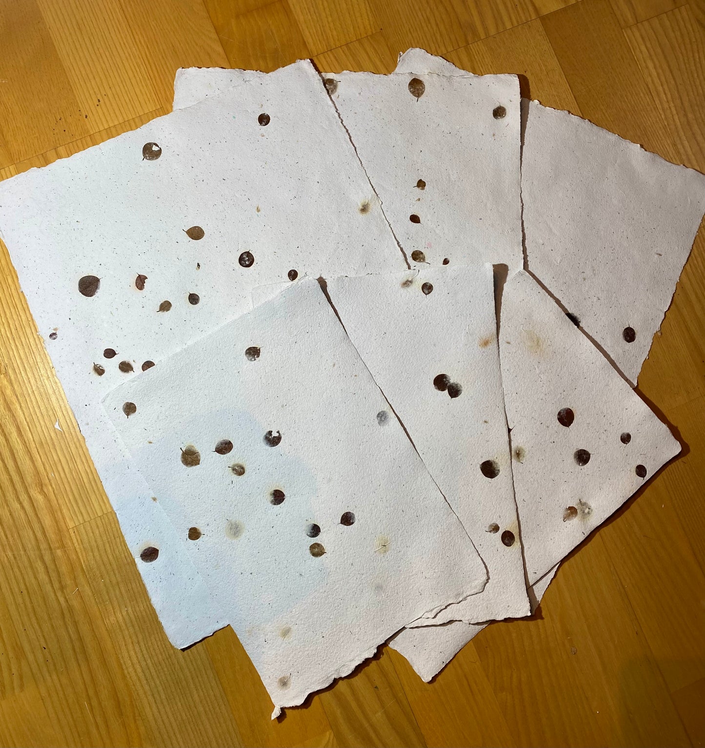 Papier Cotoneaster