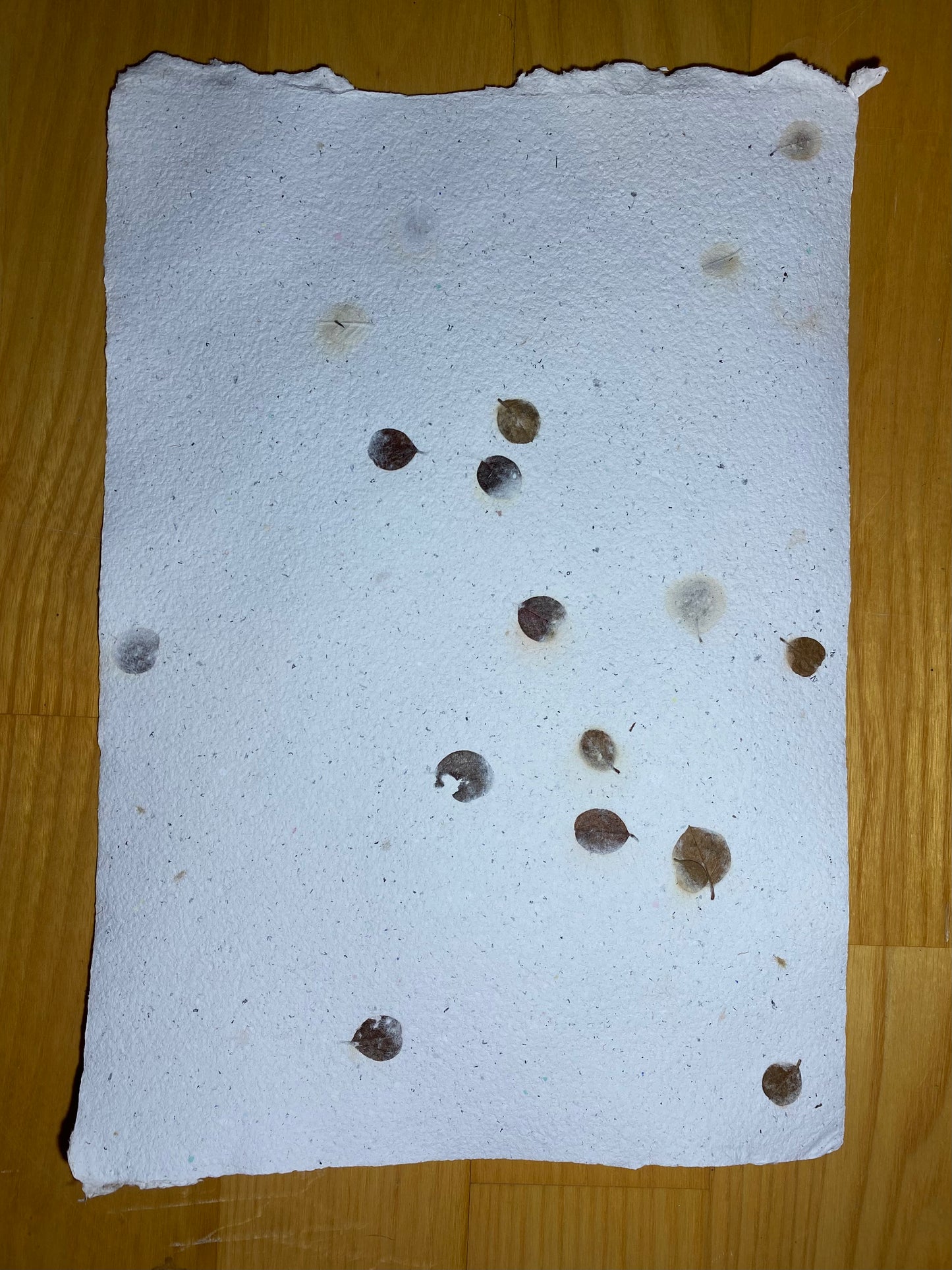 Papier Cotoneaster