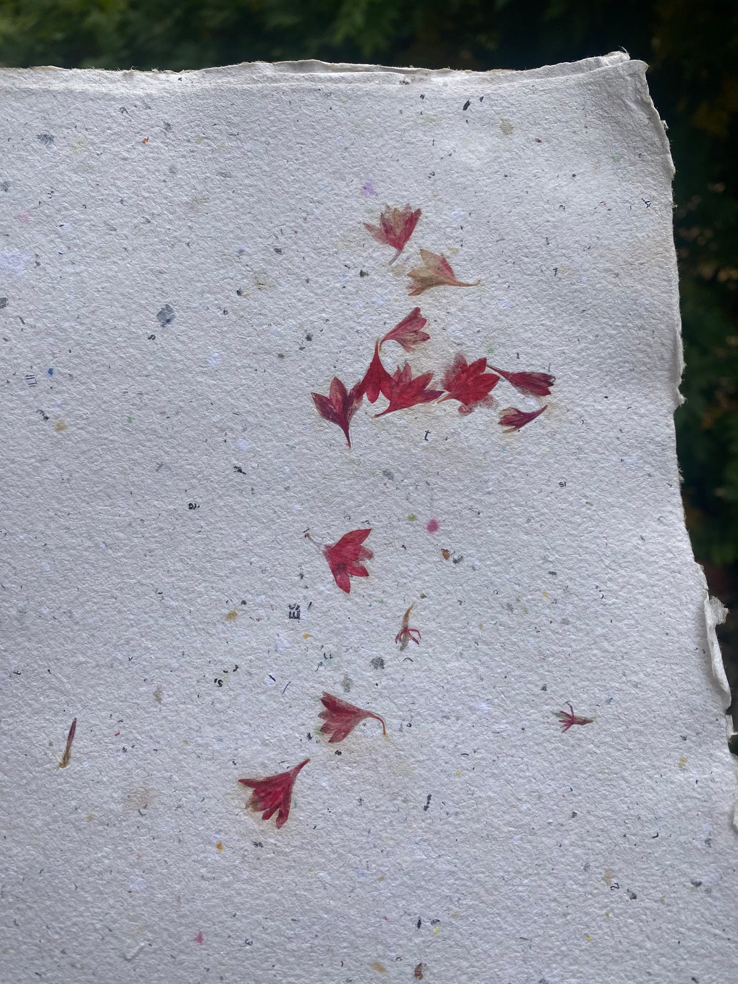 Papier Centaurée Rouge