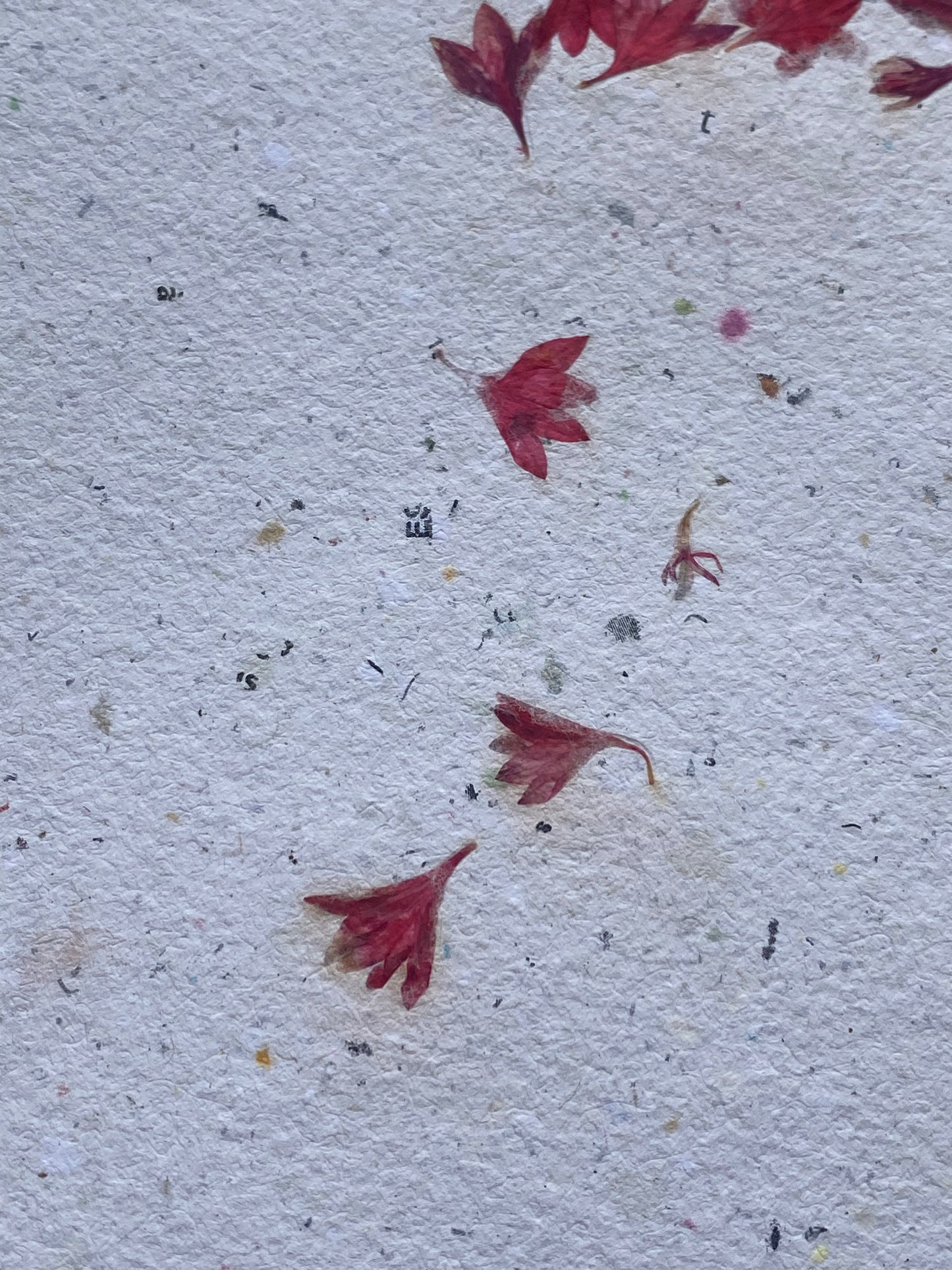 Papier Centaurée Rouge