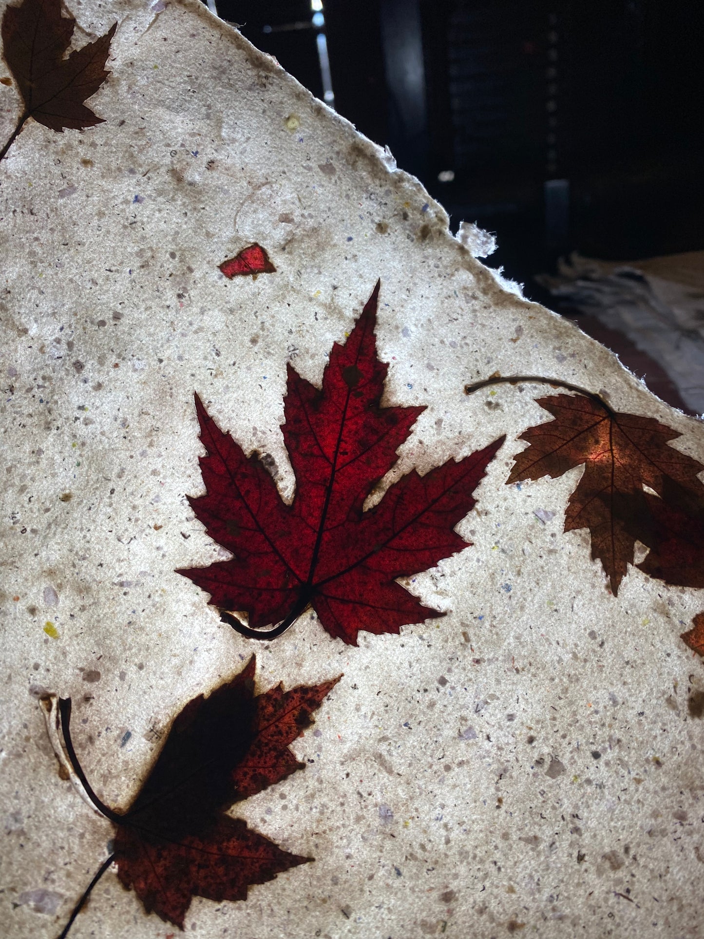 Chute de Feuilles (érable rouge)