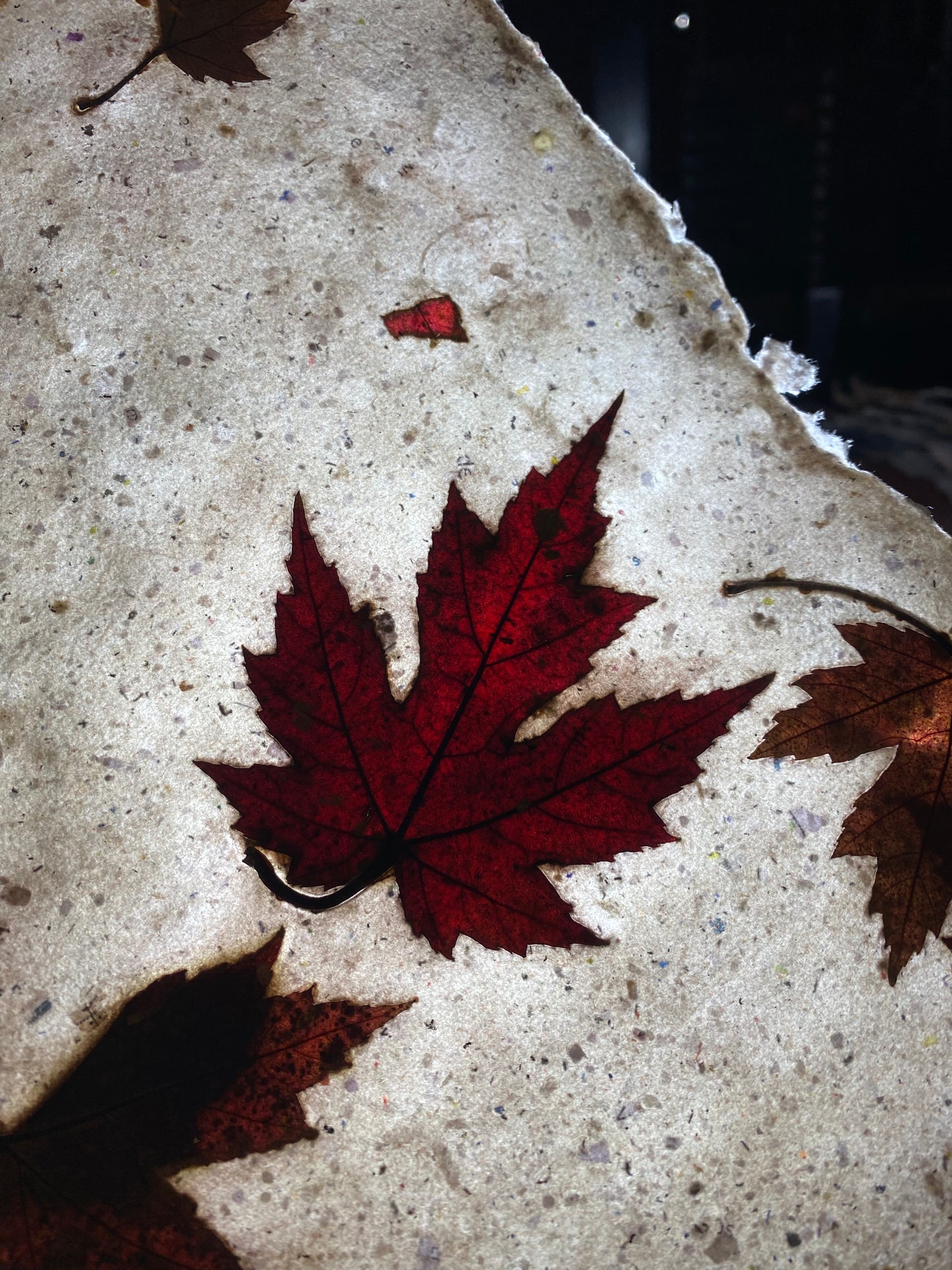 Chute de Feuilles (érable rouge)