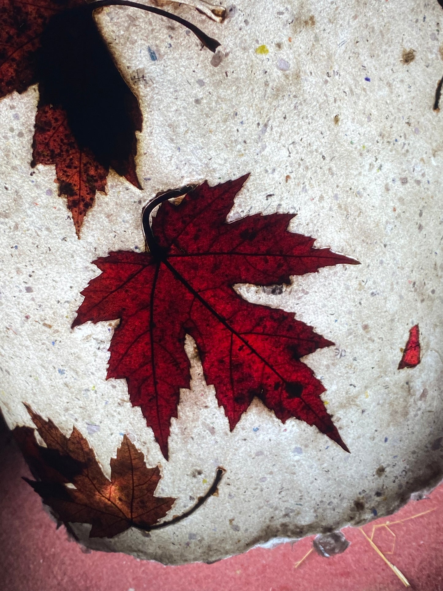 Chute de Feuilles (érable rouge)