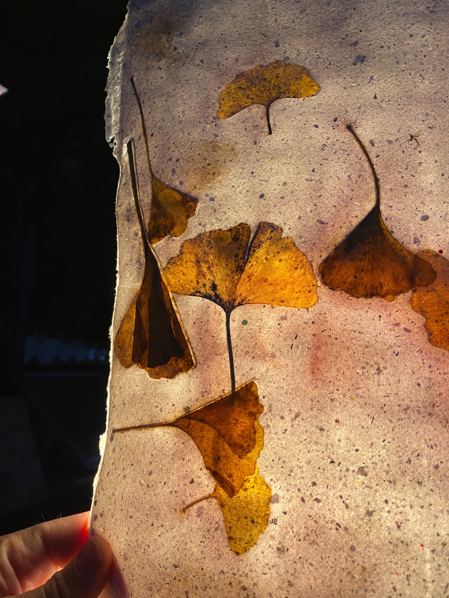 Chute de Feuilles (gingko biloba)