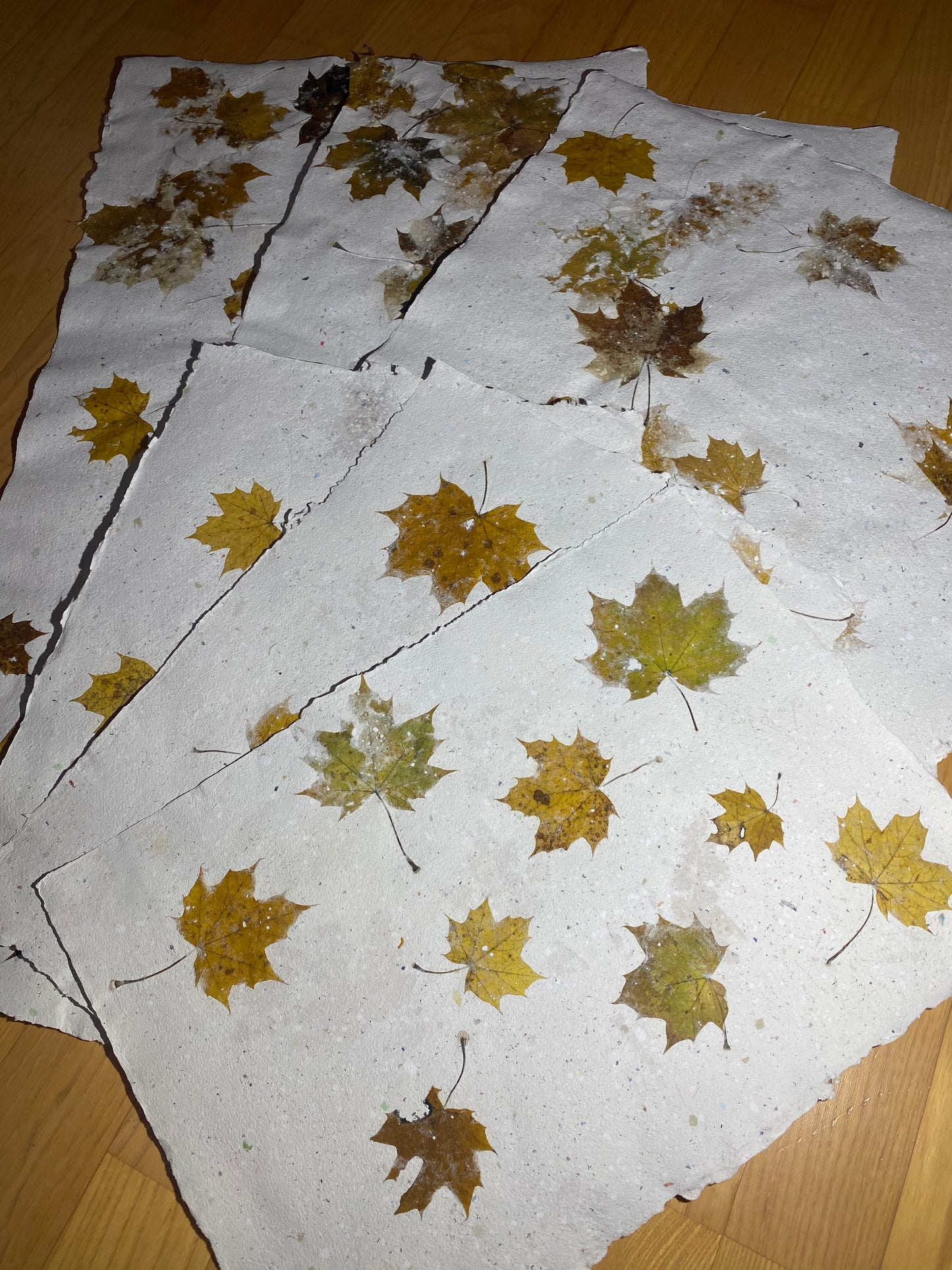 Chute de Feuilles (érable plane)