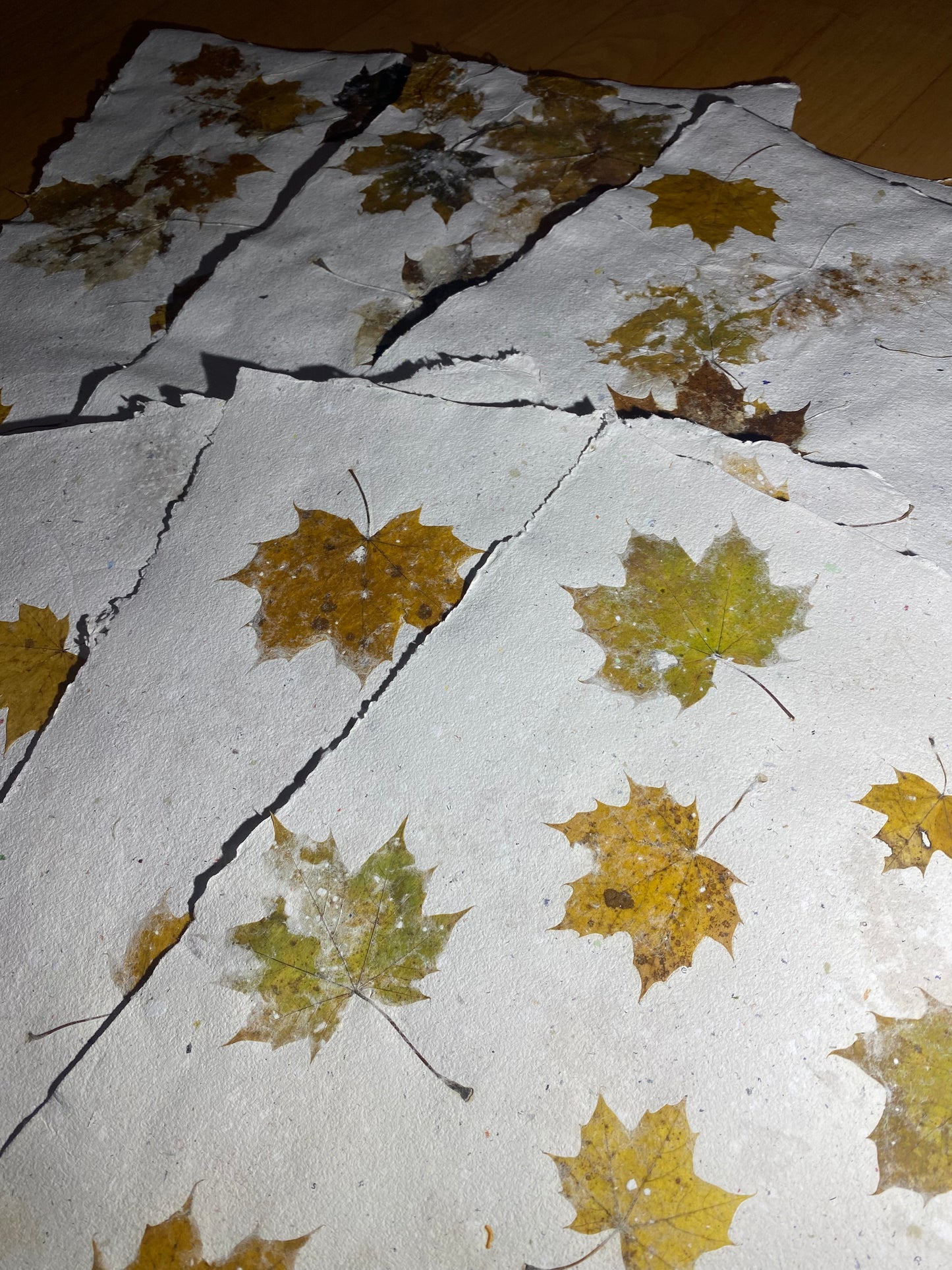 Chute de Feuilles (érable plane)