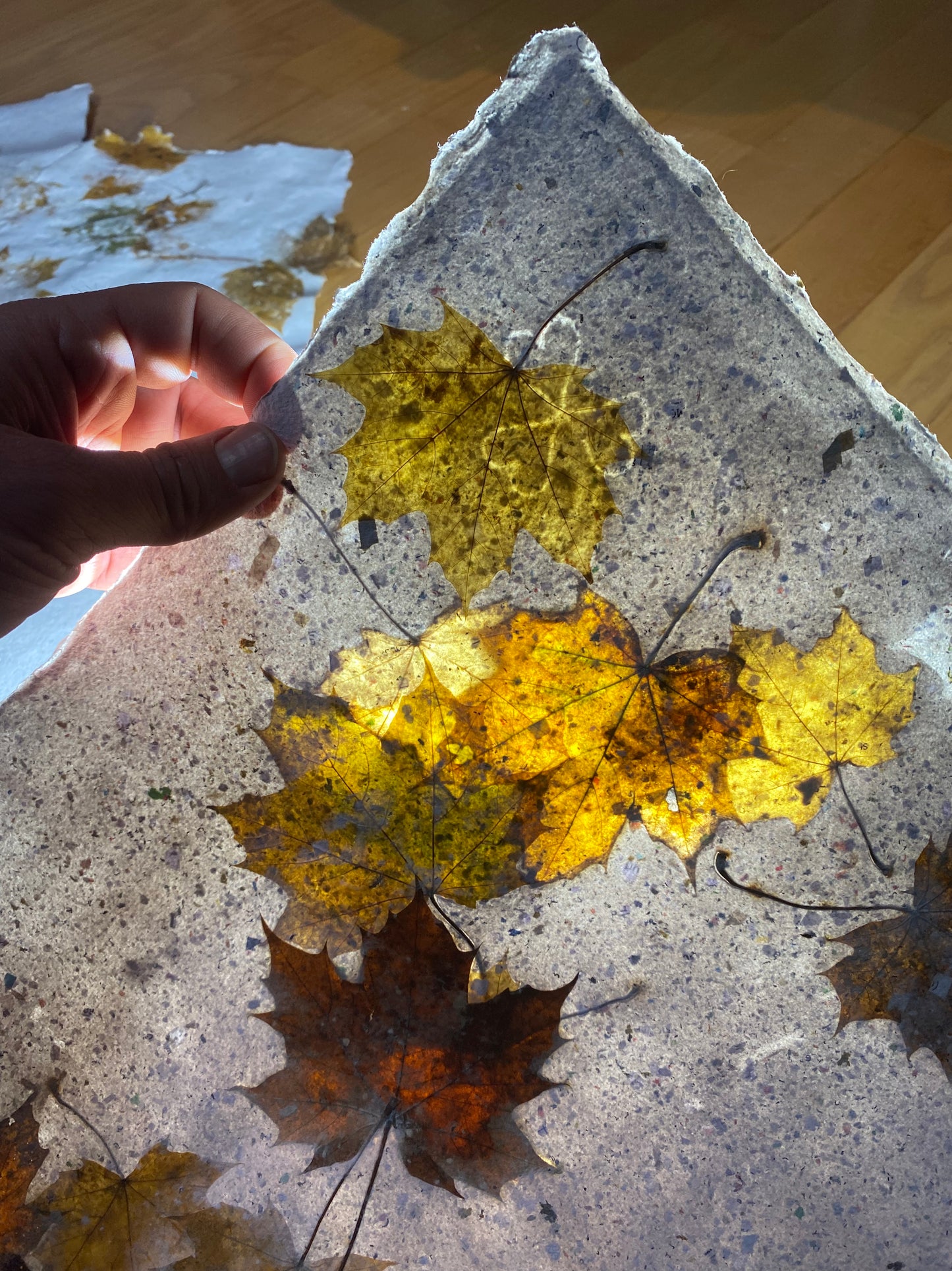 Chute de Feuilles (érable plane)