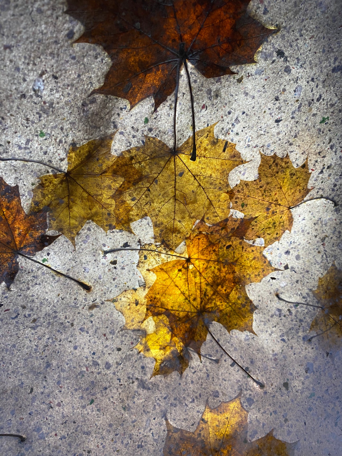 Chute de Feuilles (érable plane)