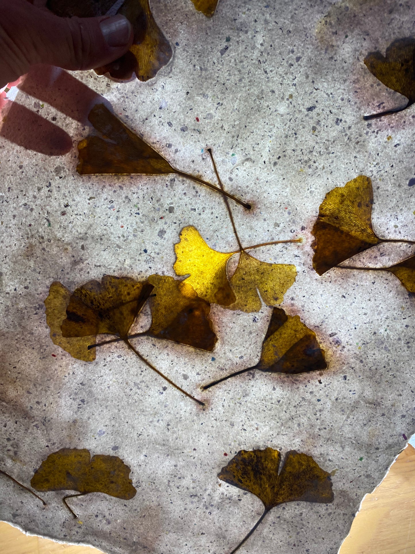 Chute de Feuilles (gingko biloba)