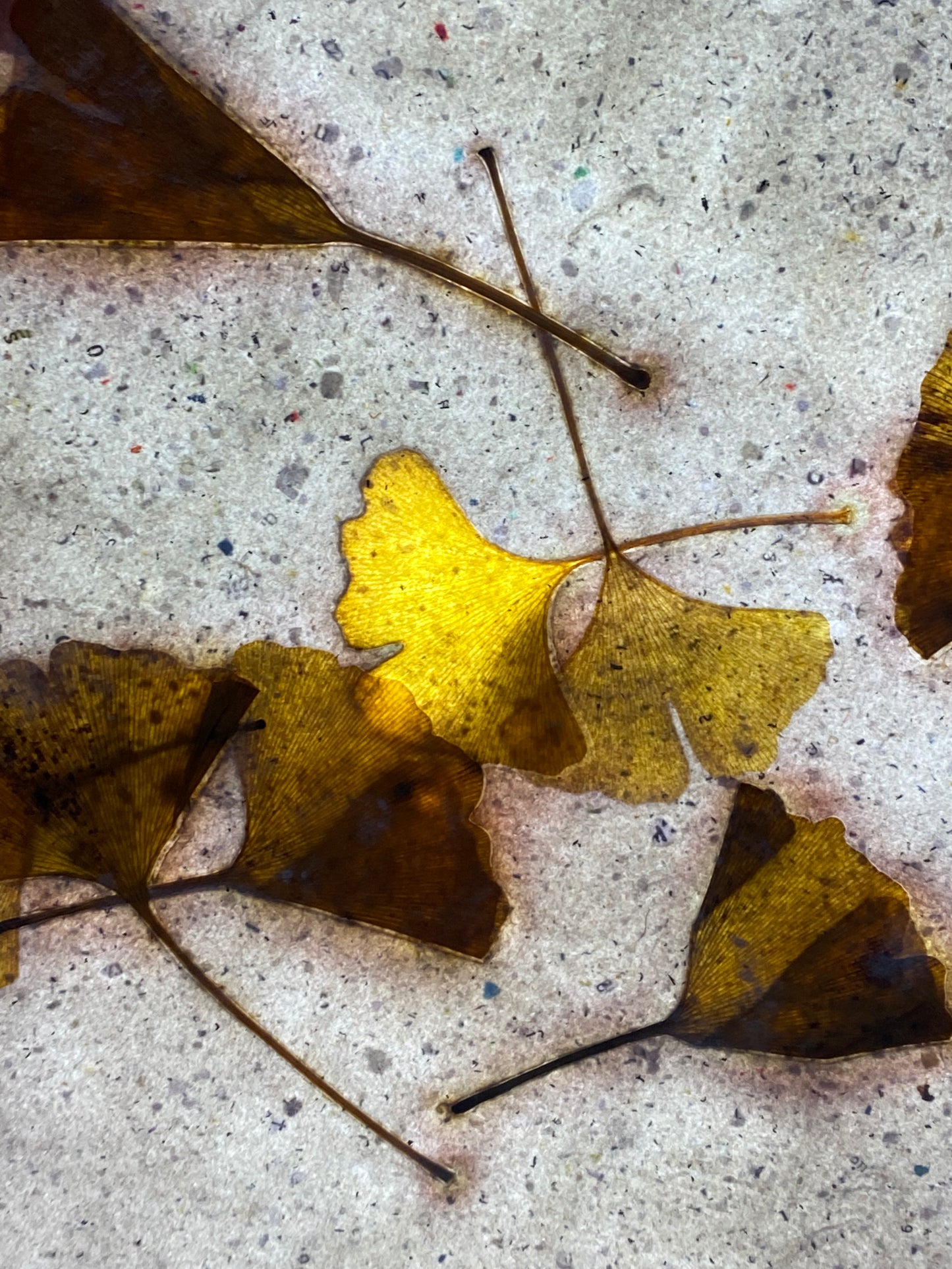 Chute de Feuilles (gingko biloba)