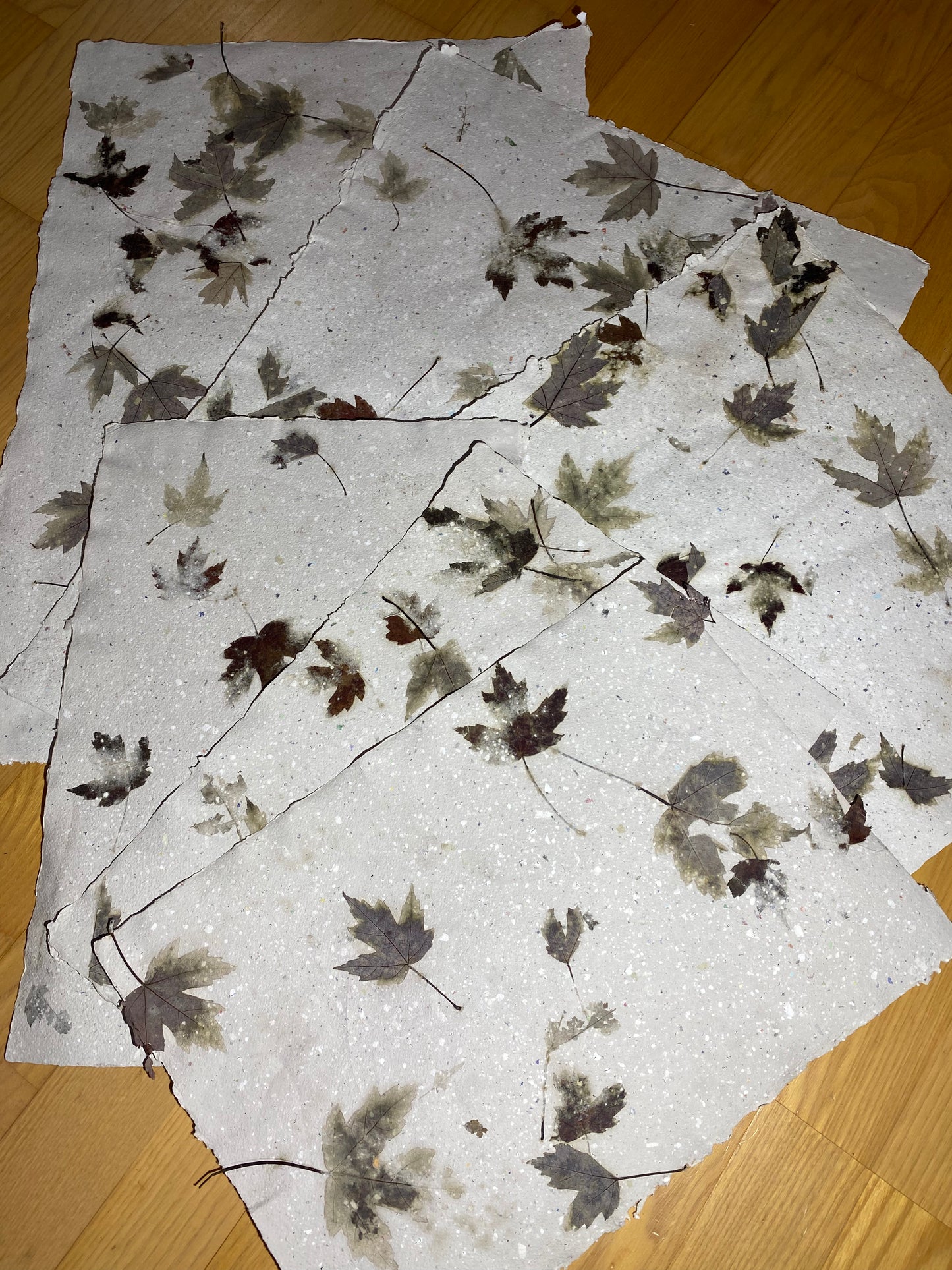 Chute de Feuilles (érable rouge)