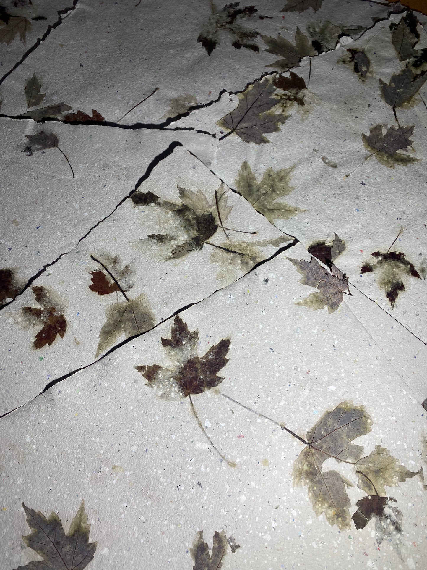 Chute de Feuilles (érable rouge)