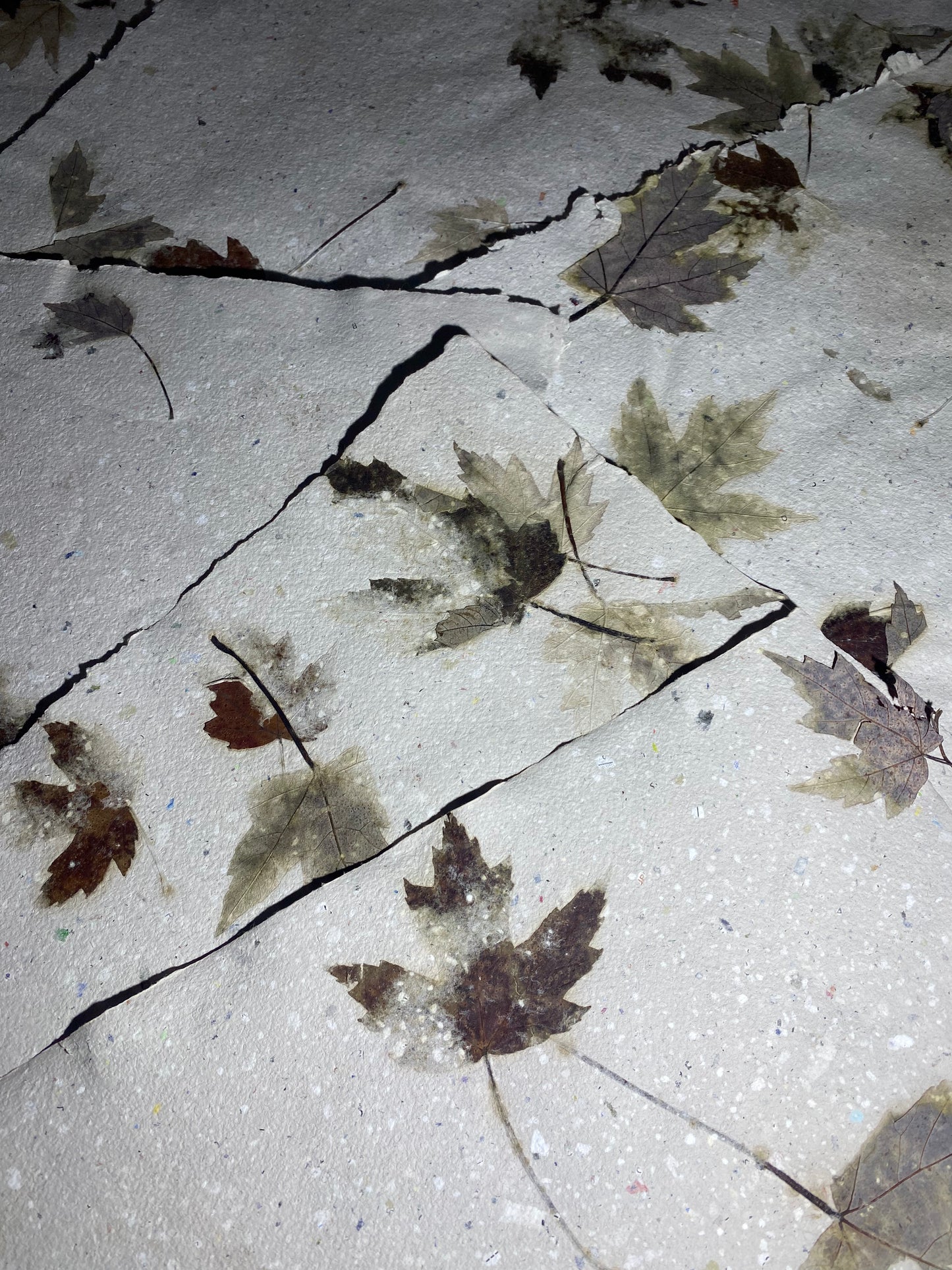 Chute de Feuilles (érable rouge)