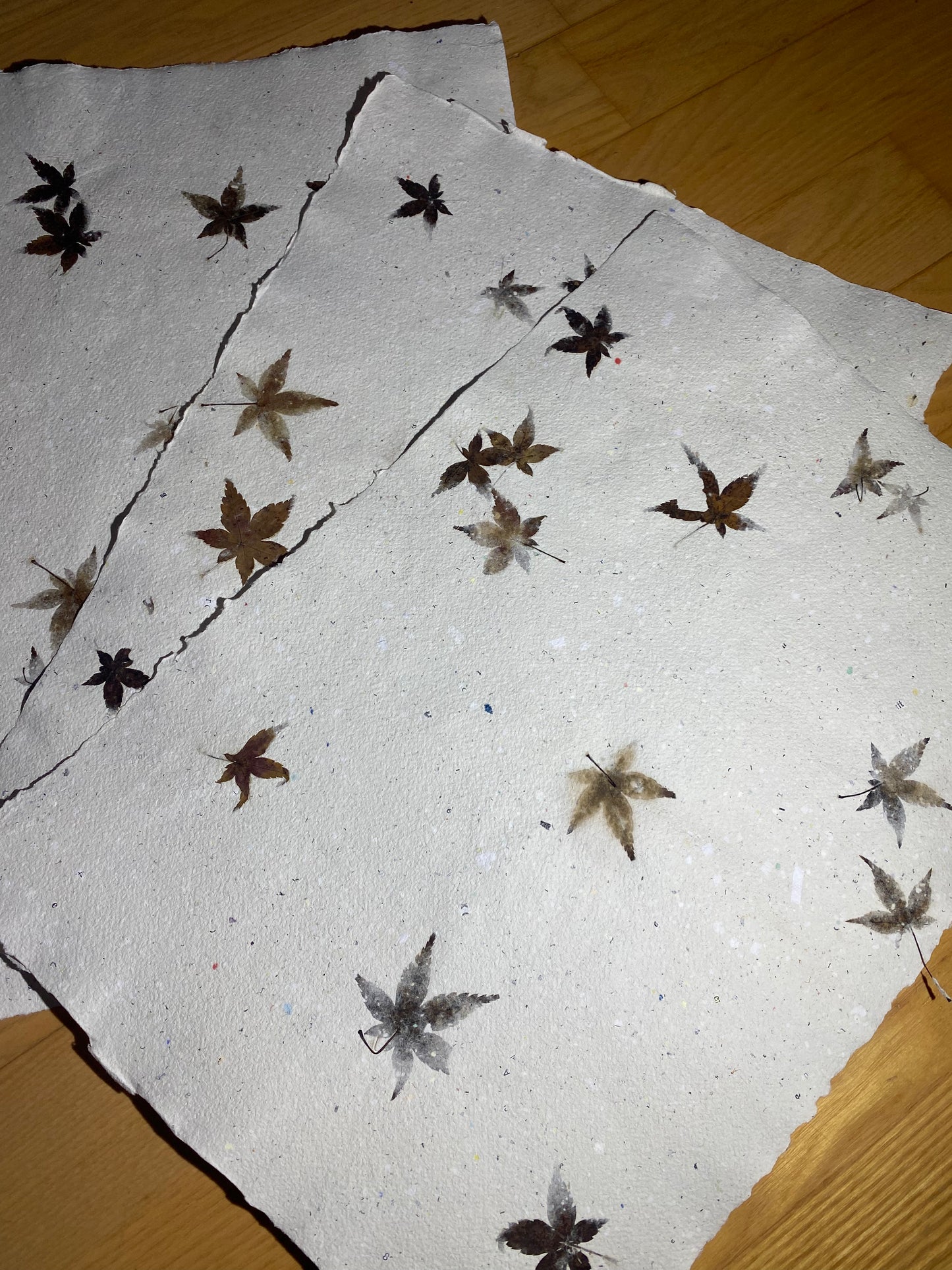 Chute de Feuilles (érable palmé du Japon)