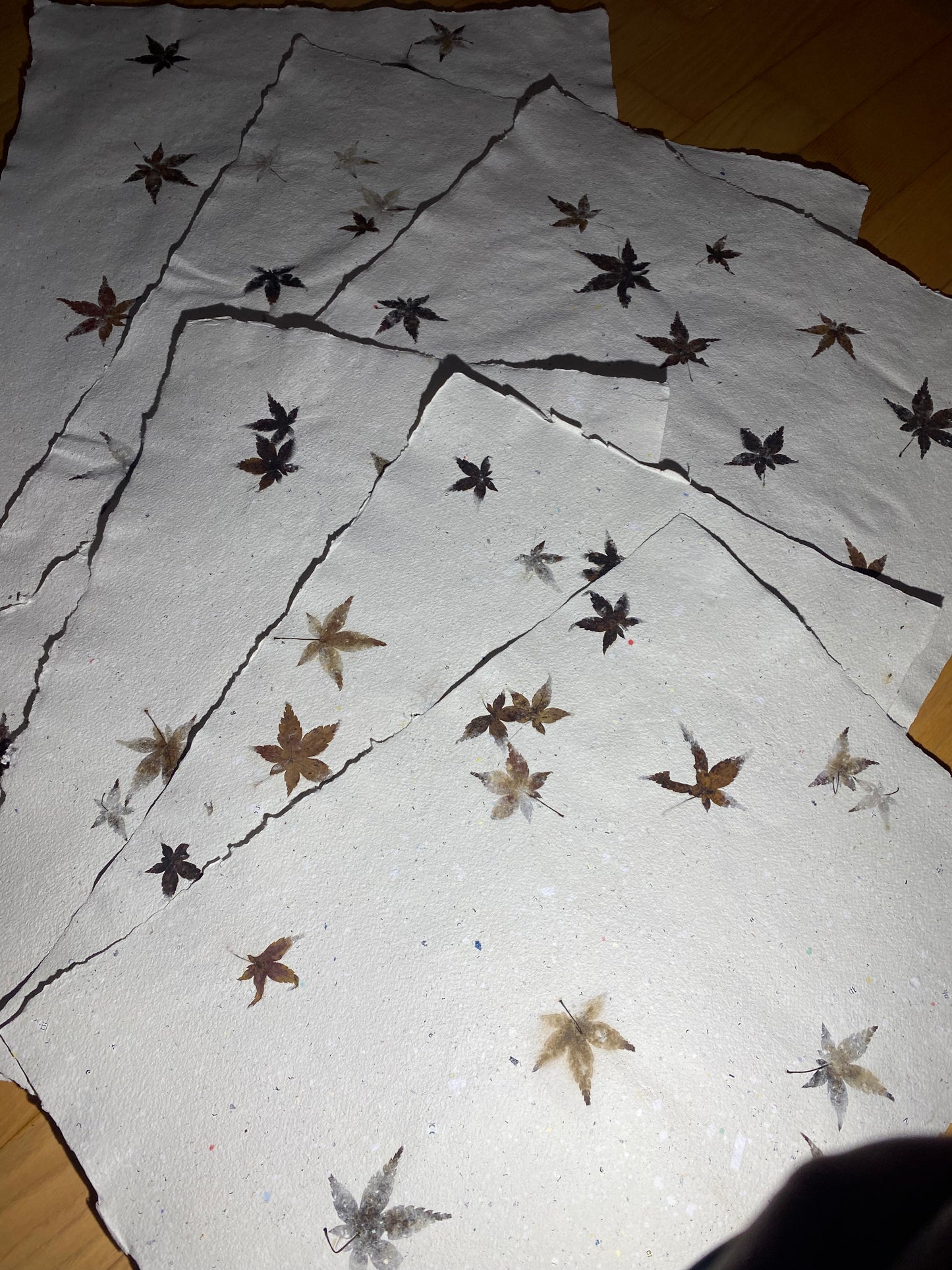 Chute de Feuilles (érable palmé du Japon)