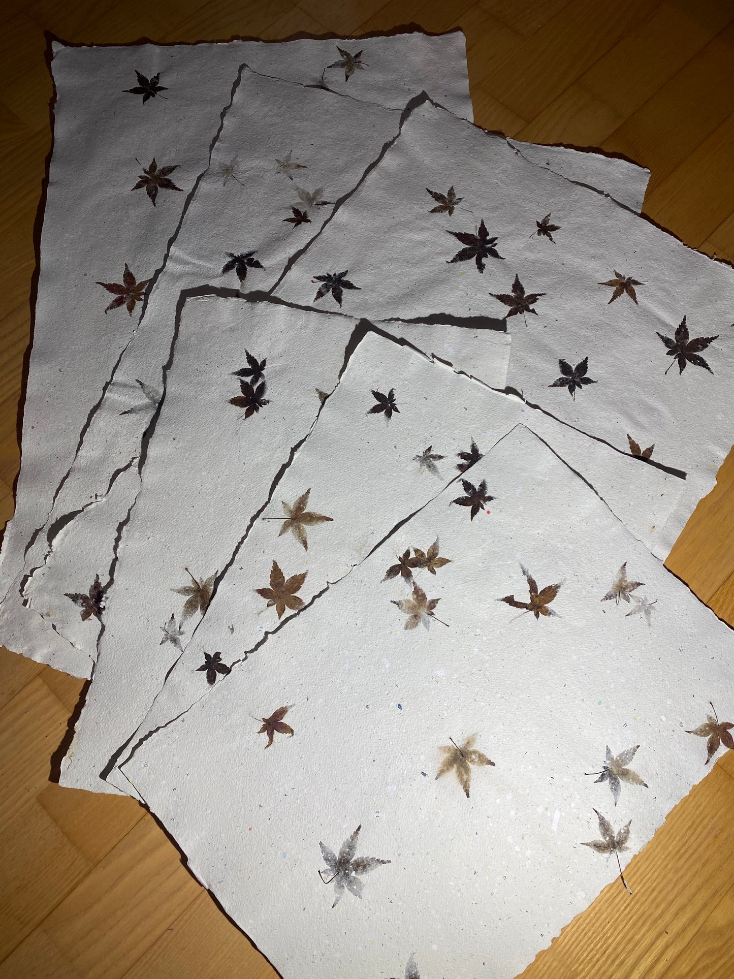 Chute de Feuilles (érable palmé du Japon)