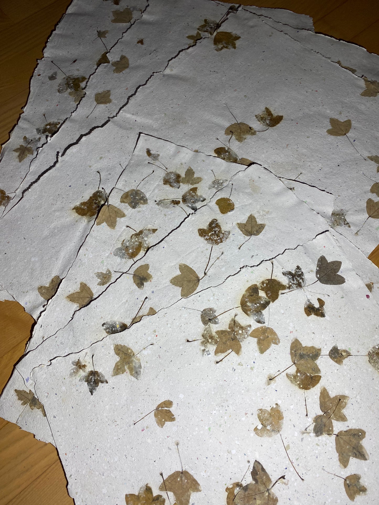 Chute de Feuilles (érable de Montpellier)