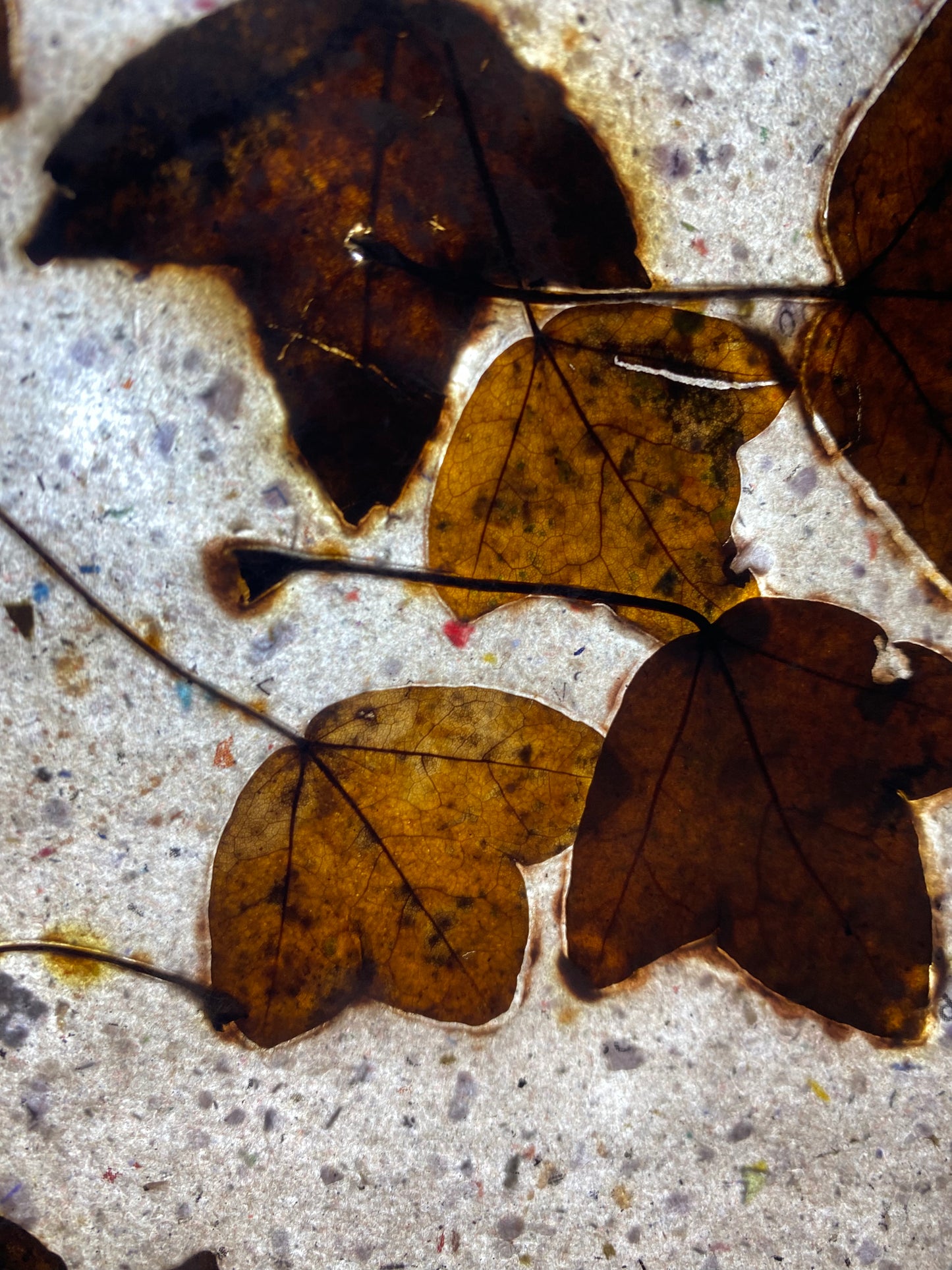 Chute de Feuilles (érable de Montpellier)