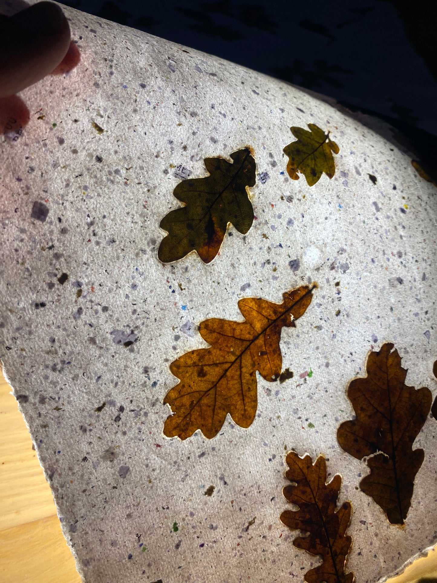 Chute de Feuilles (chêne)