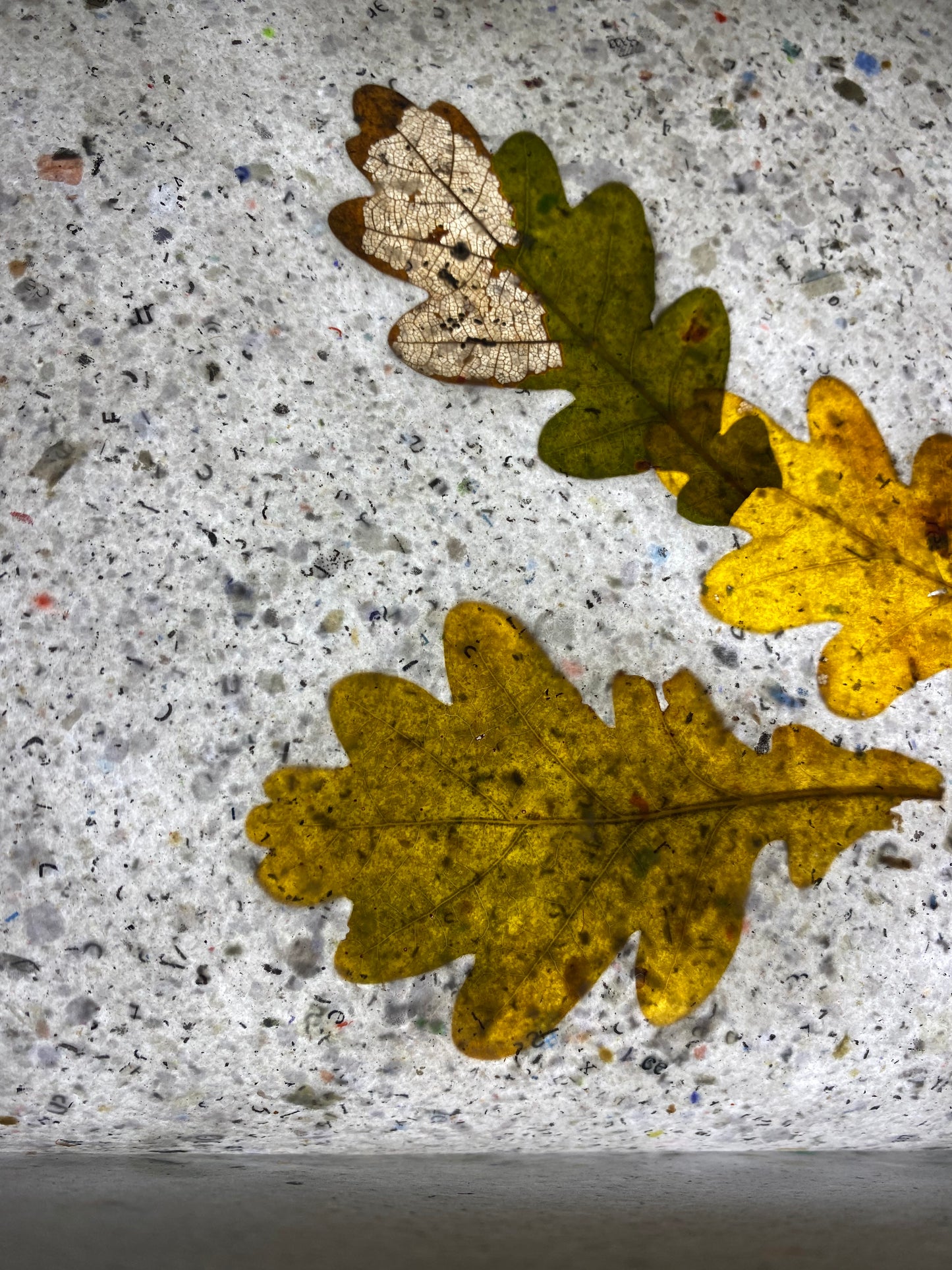 Chute de Feuilles (chêne)