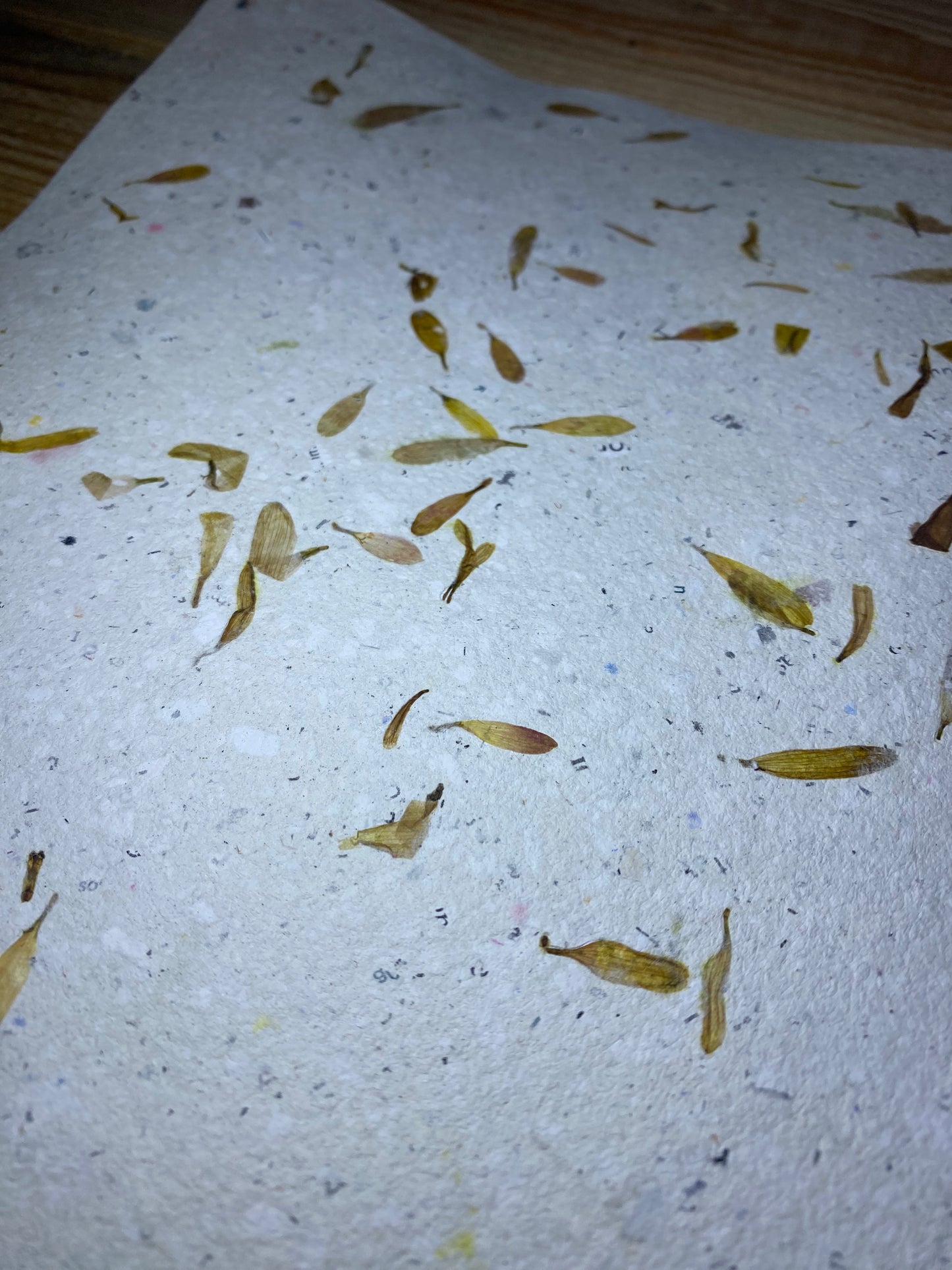 Papier Chrysanthème
