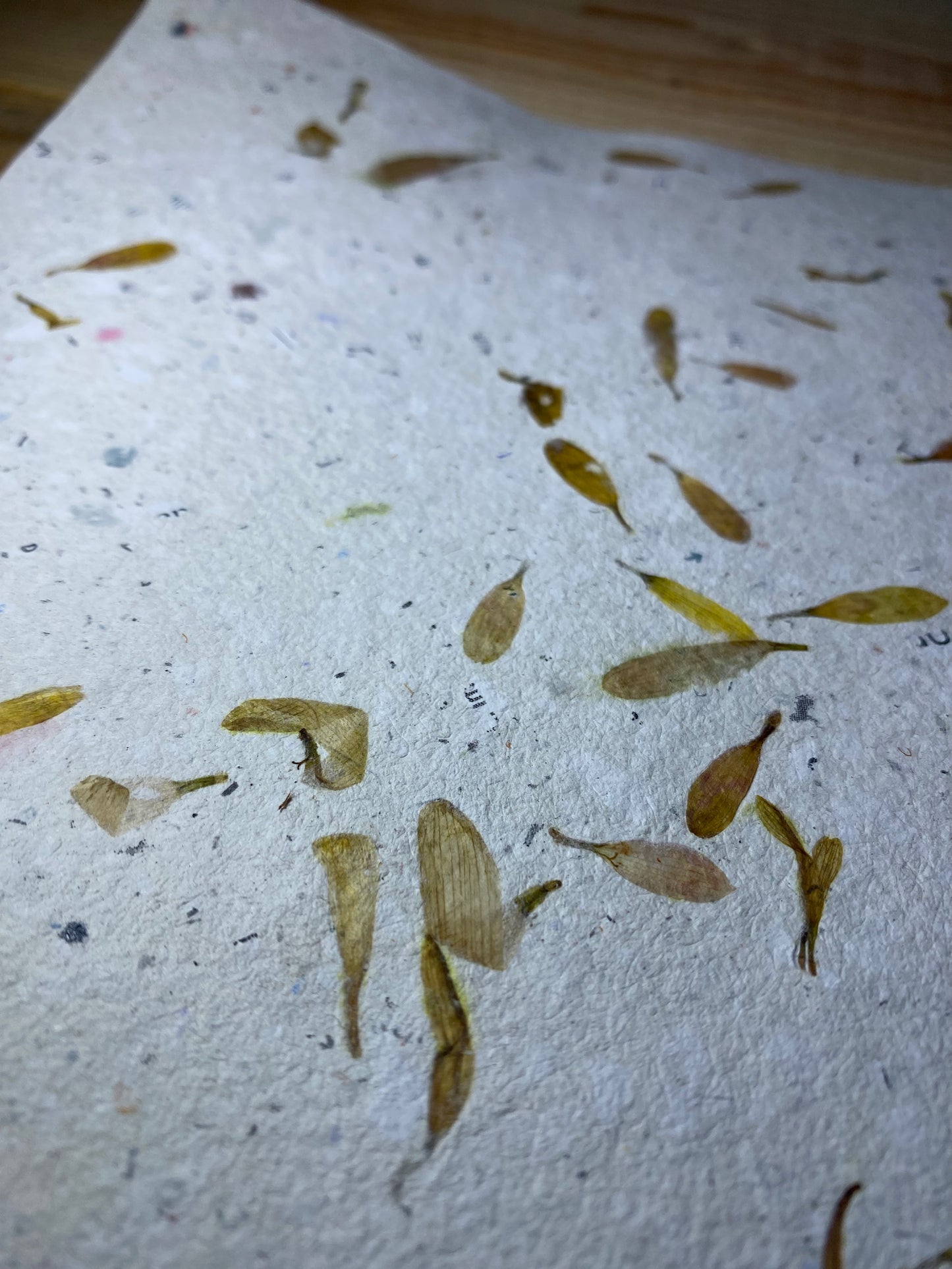 Papier Chrysanthème