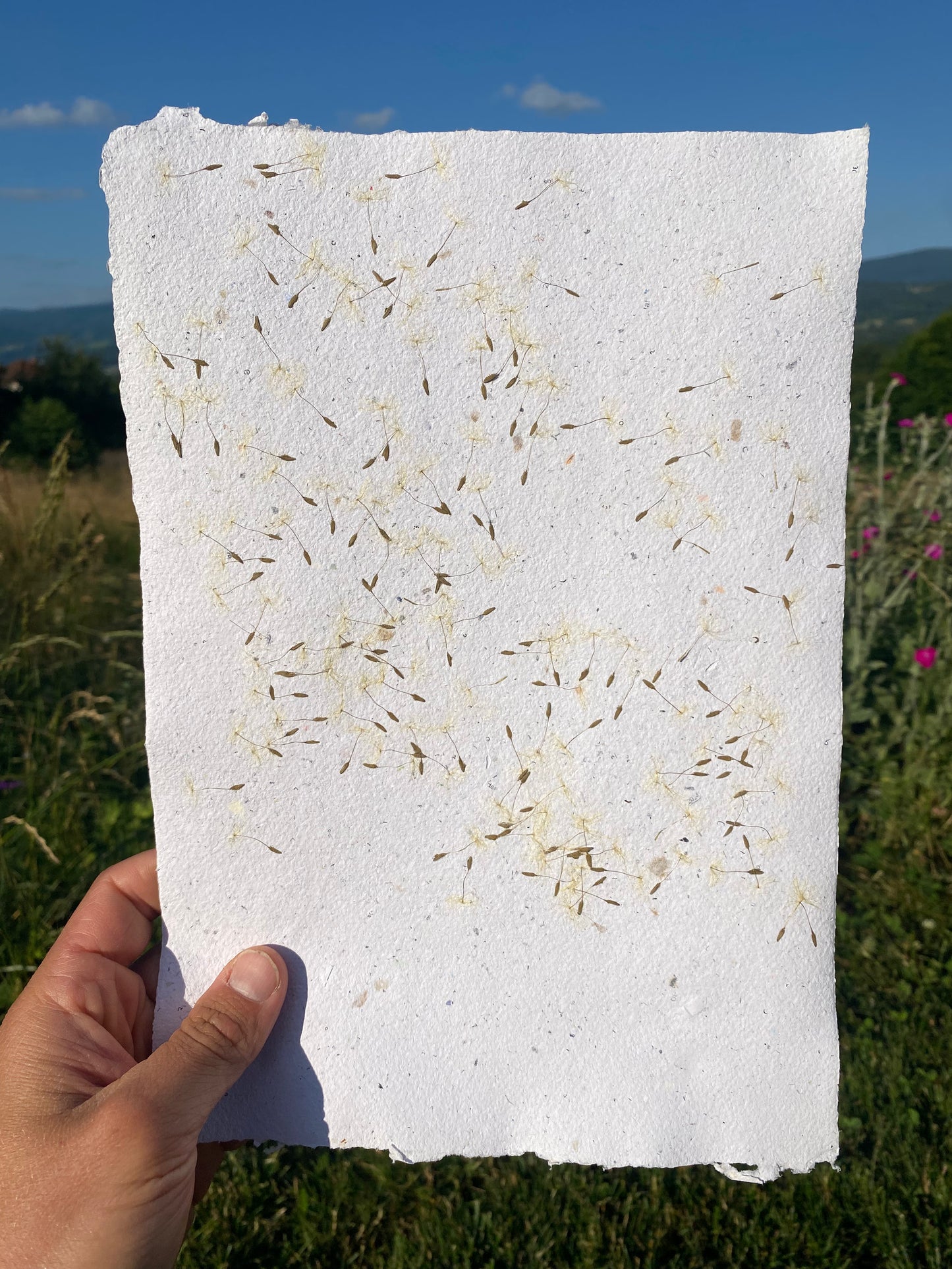 Akènes de pissenlits