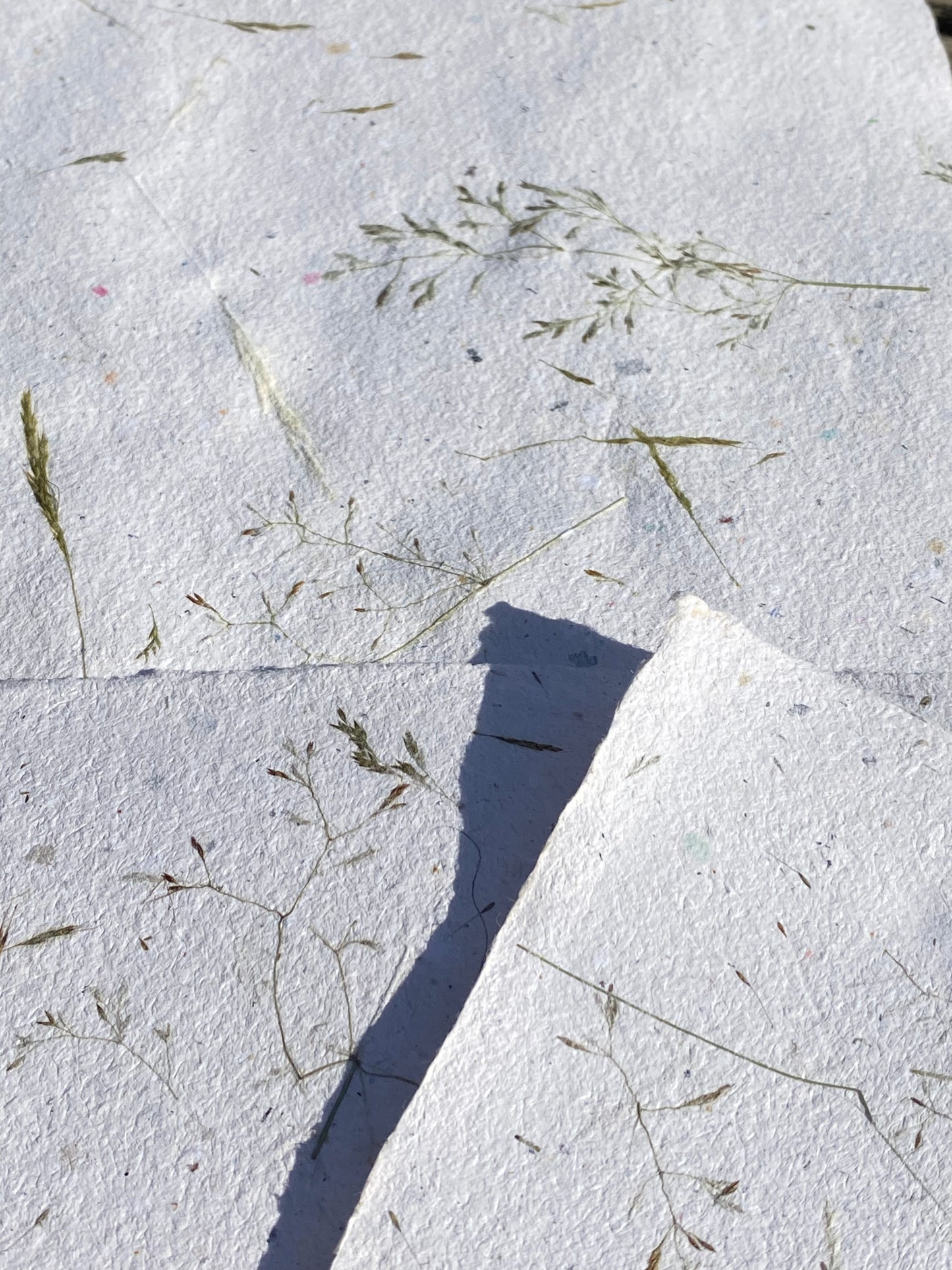 Papier Graminées