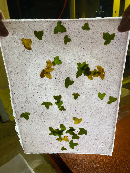 Chute de Feuilles (érable de Montpellier)